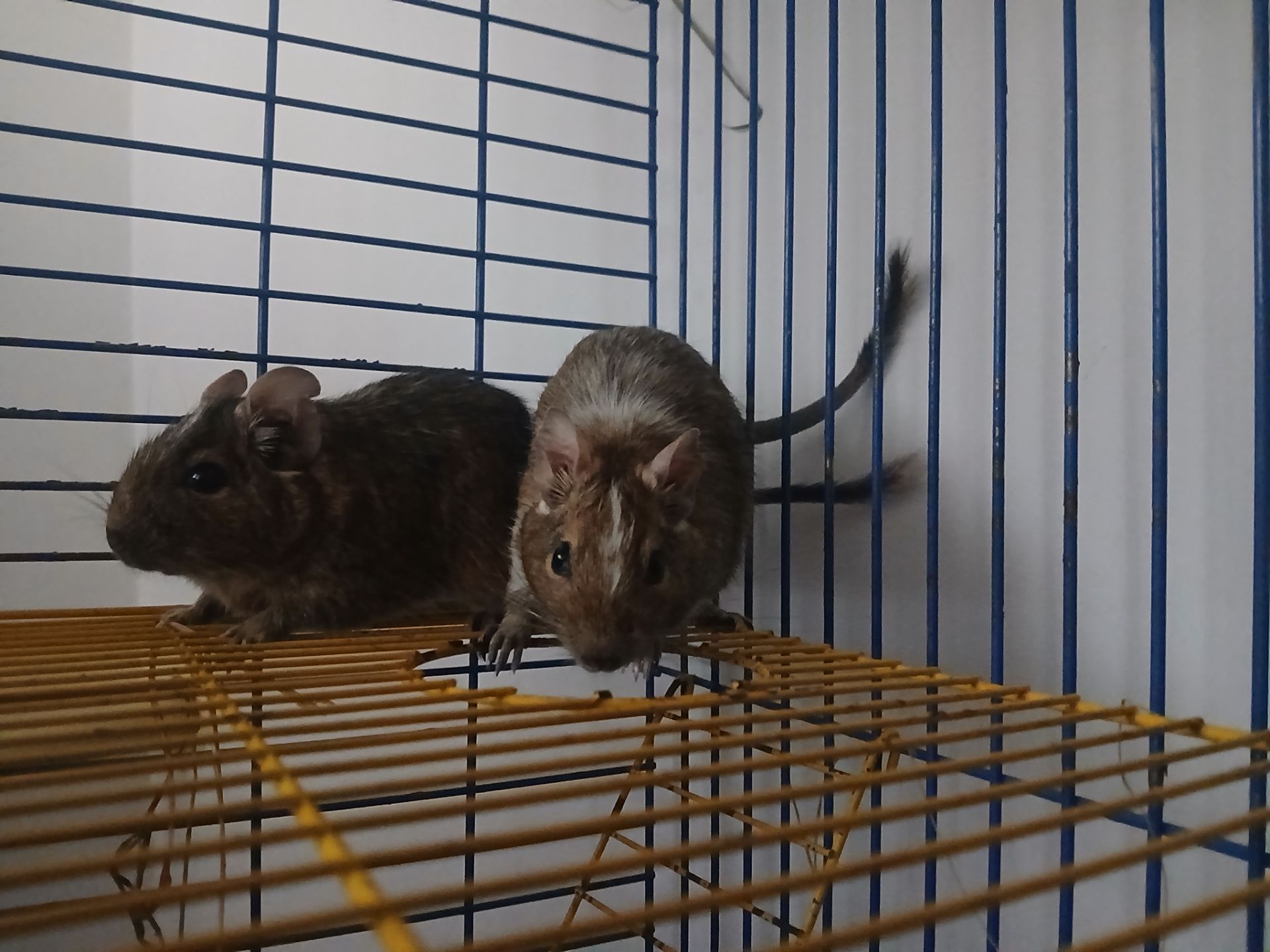 Подарую двох дегу