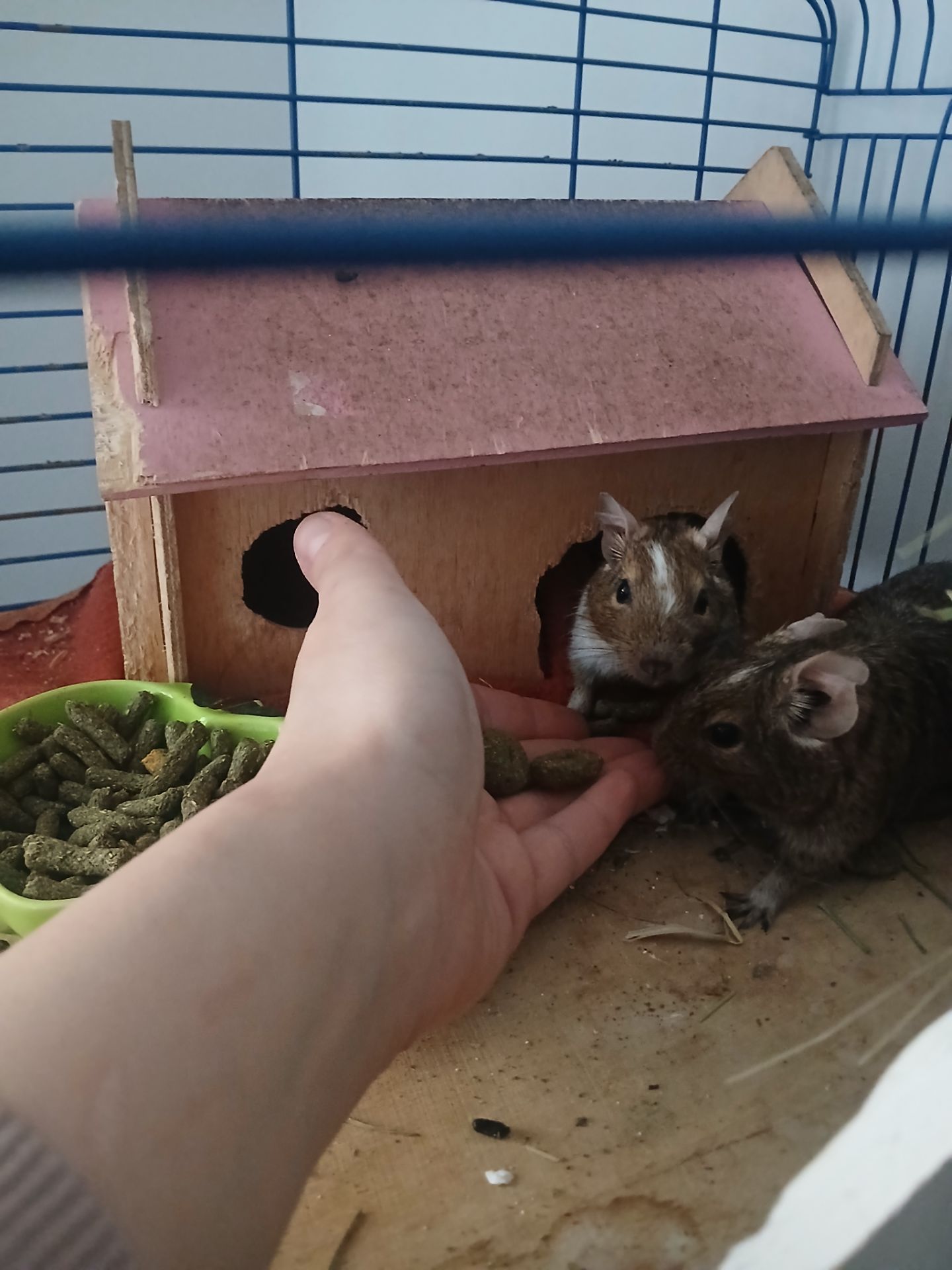 Подарую двох дегу