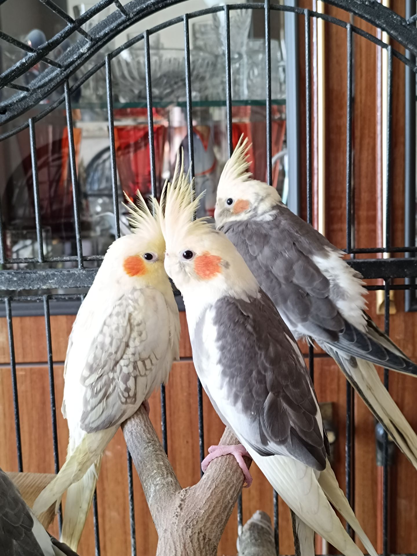 ✨ Чарівні малюки корел шукають люблячу родину ✨