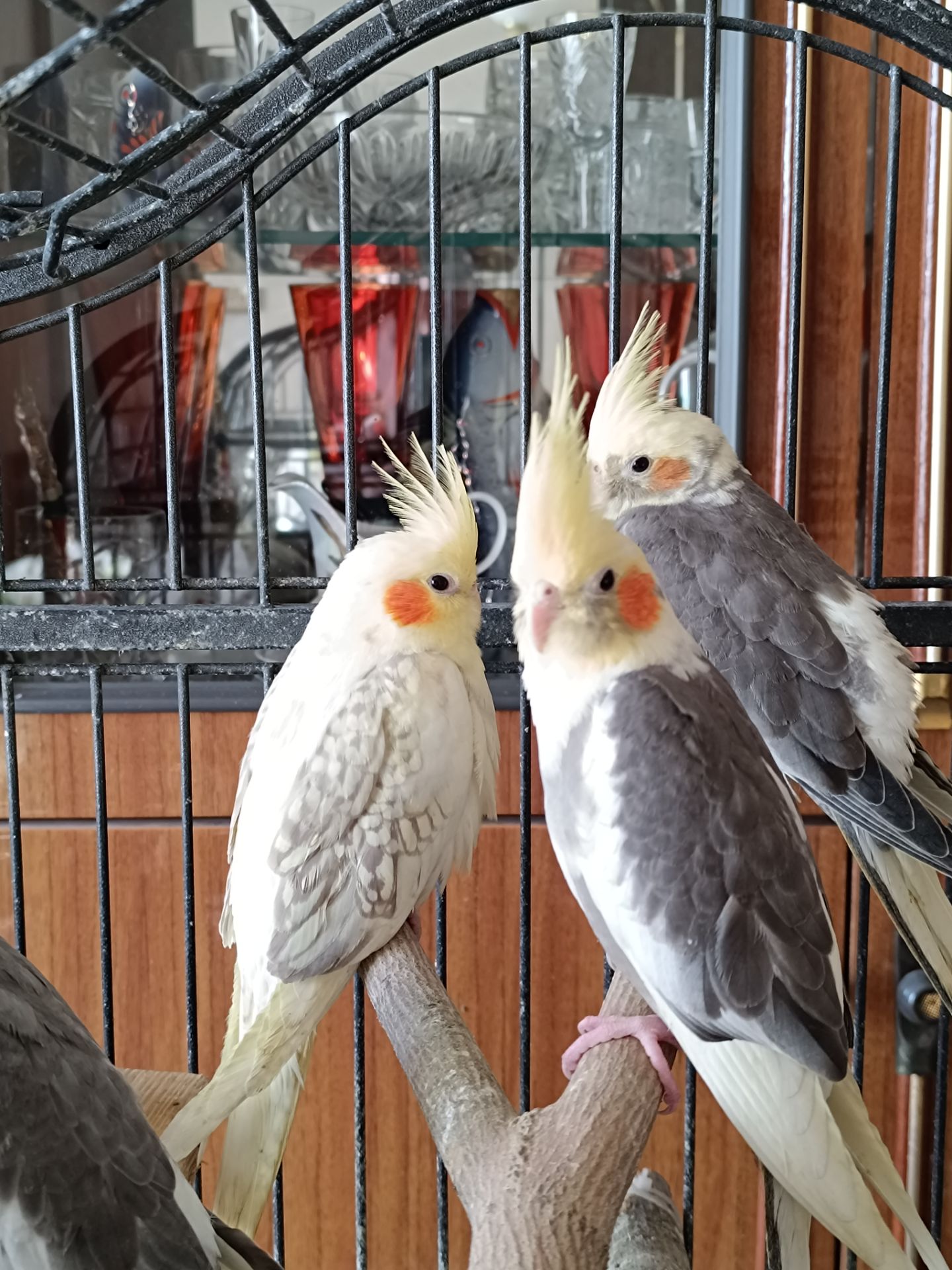 ✨ Чарівні малюки корел шукають люблячу родину ✨