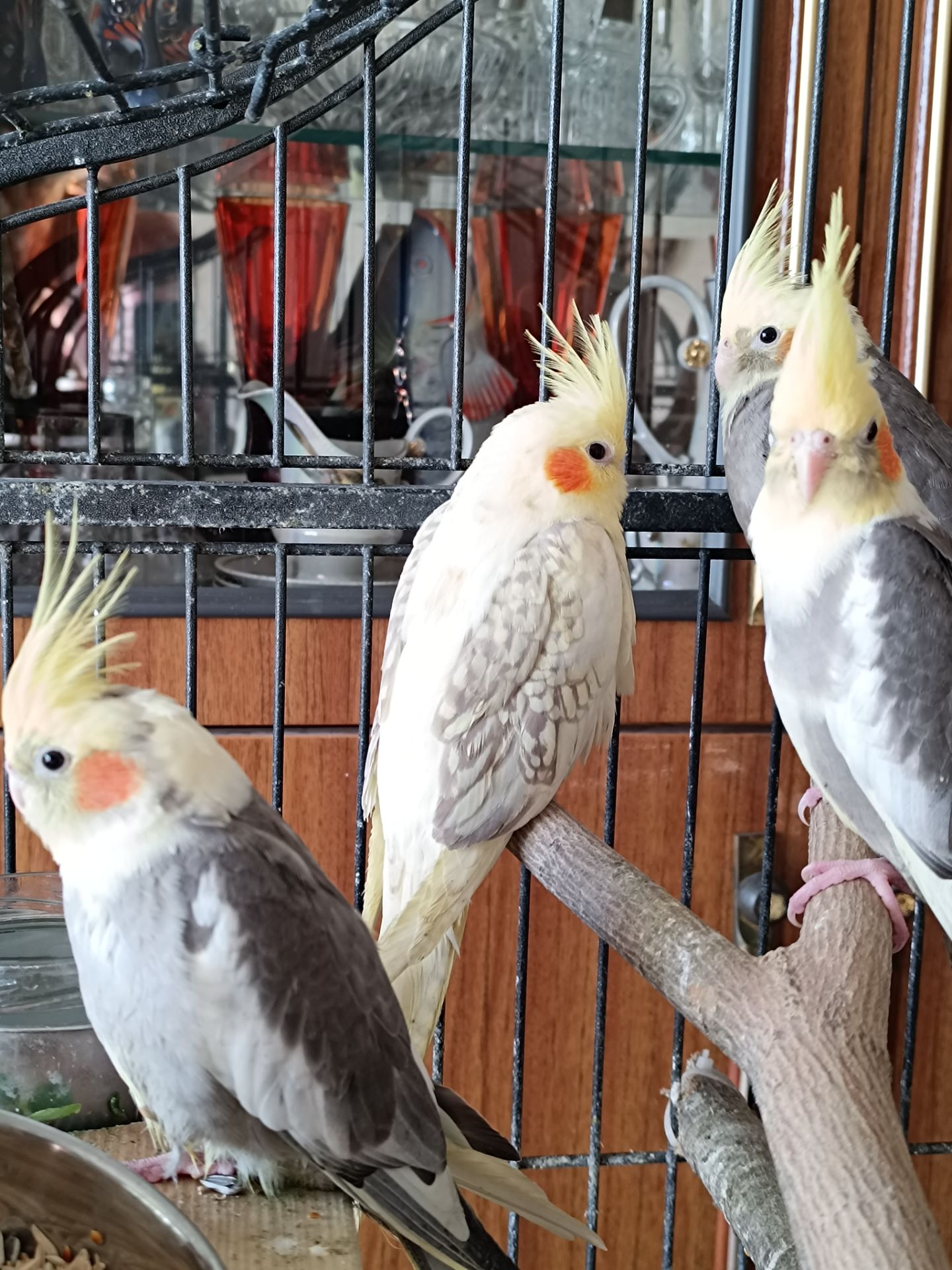 ✨ Чарівні малюки корел шукають люблячу родину ✨