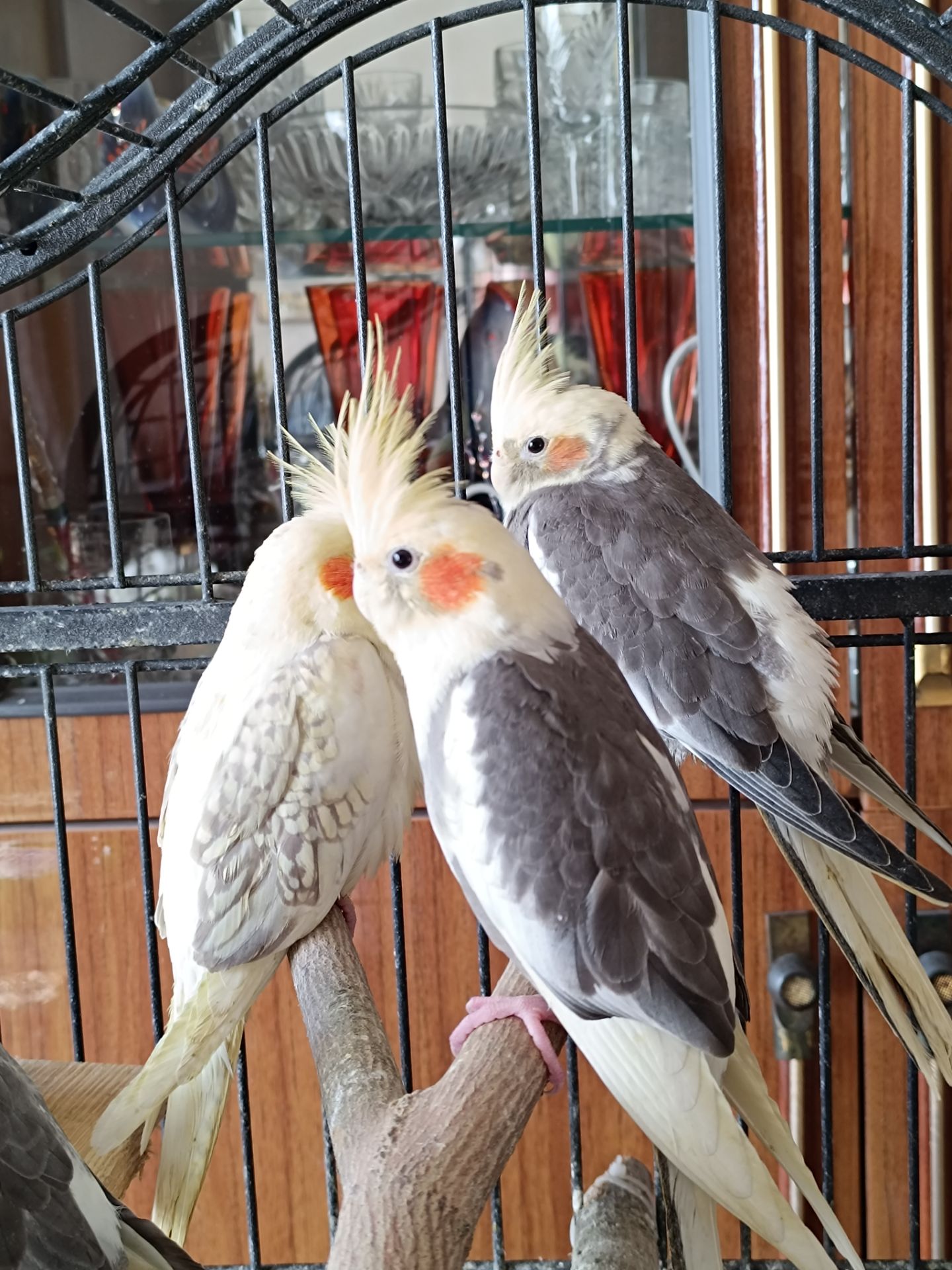 ✨ Чарівні малюки корел шукають люблячу родину ✨