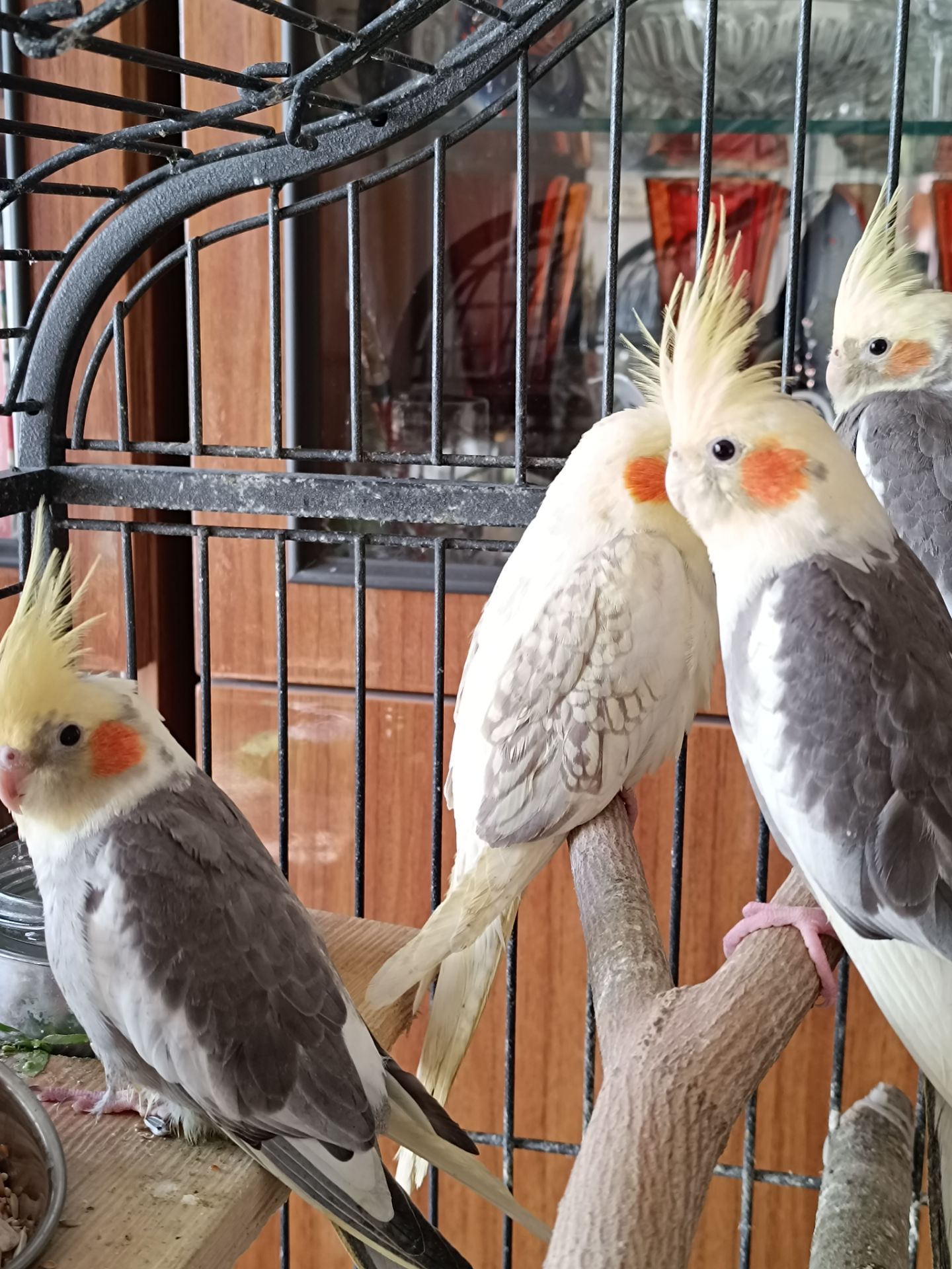 ✨ Чарівні малюки корел шукають люблячу родину ✨