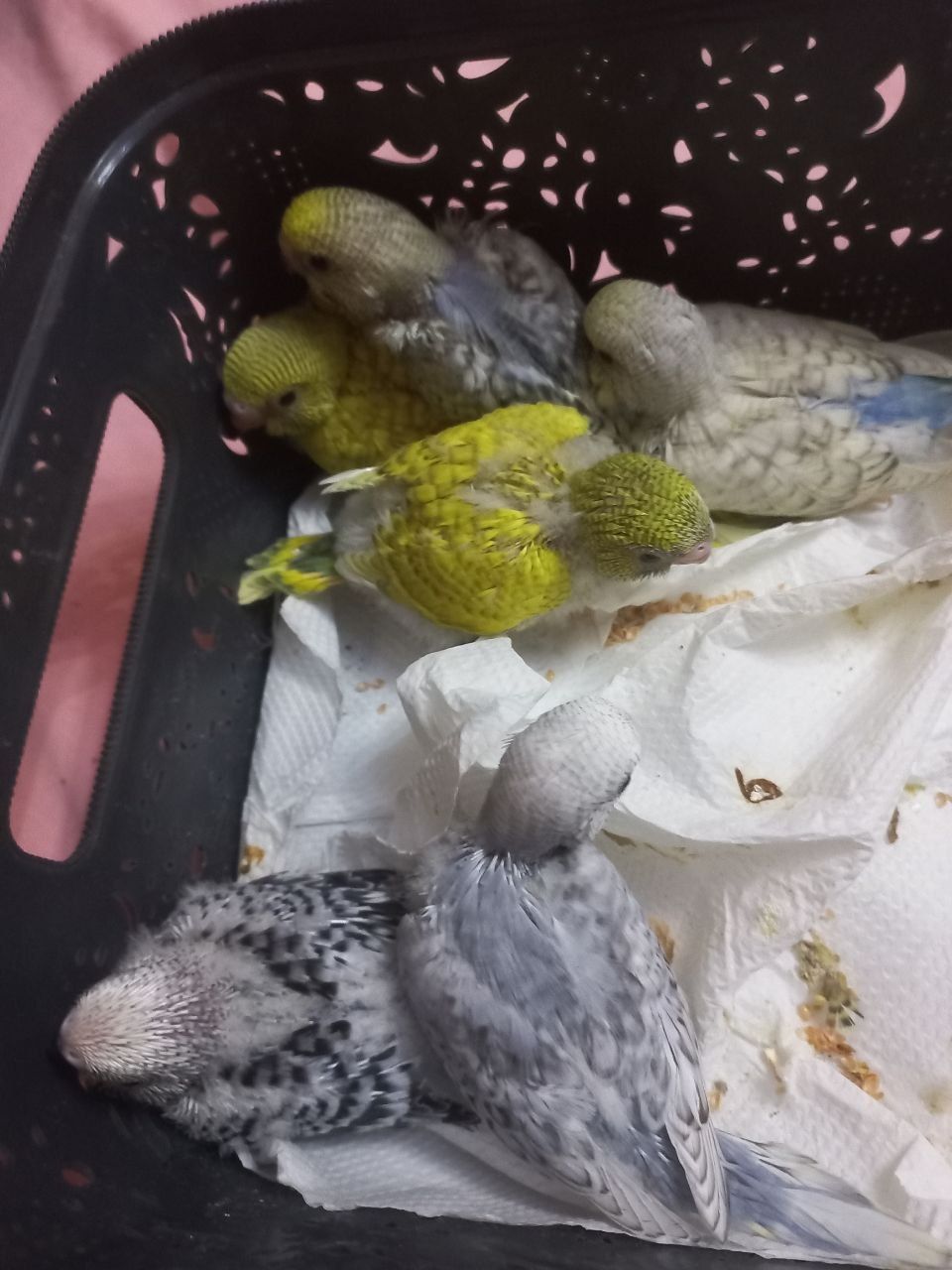 Продам ручних пташенят хвилястого папуги!