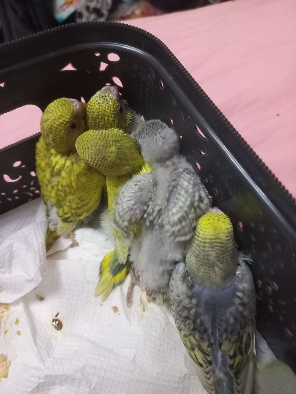 Продам ручних пташенят хвилястого папуги!
