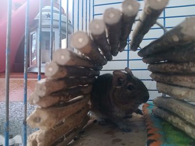 Подарую двох дегу