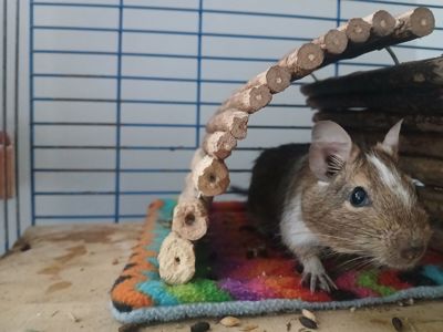 Подарую двох дегу