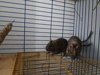 Подарую двох дегу