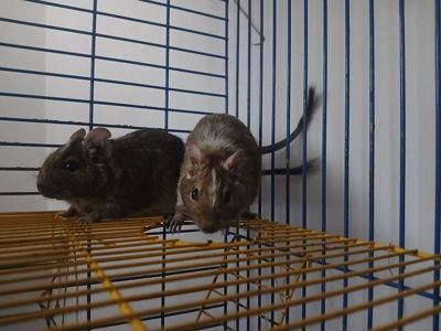 Подарую двох дегу