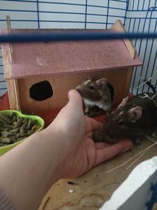 Подарую двох дегу