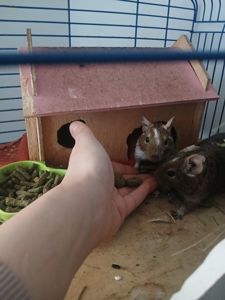 Подарую двох дегу