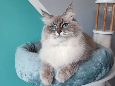 Невська маскарадна кішка Camilla шукаєте сім'ю