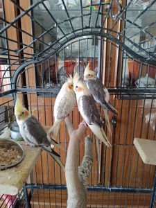 ✨ Чарівні малюки корел шукають люблячу родину ✨