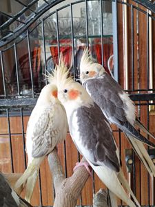 ✨ Чарівні малюки корел шукають люблячу родину ✨