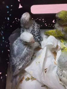 Продам ручних пташенят хвилястого папуги!