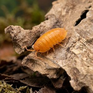 Ізоподи Porcellio pruinosus Powder Orange — жителі для флораріумів та тераріумів