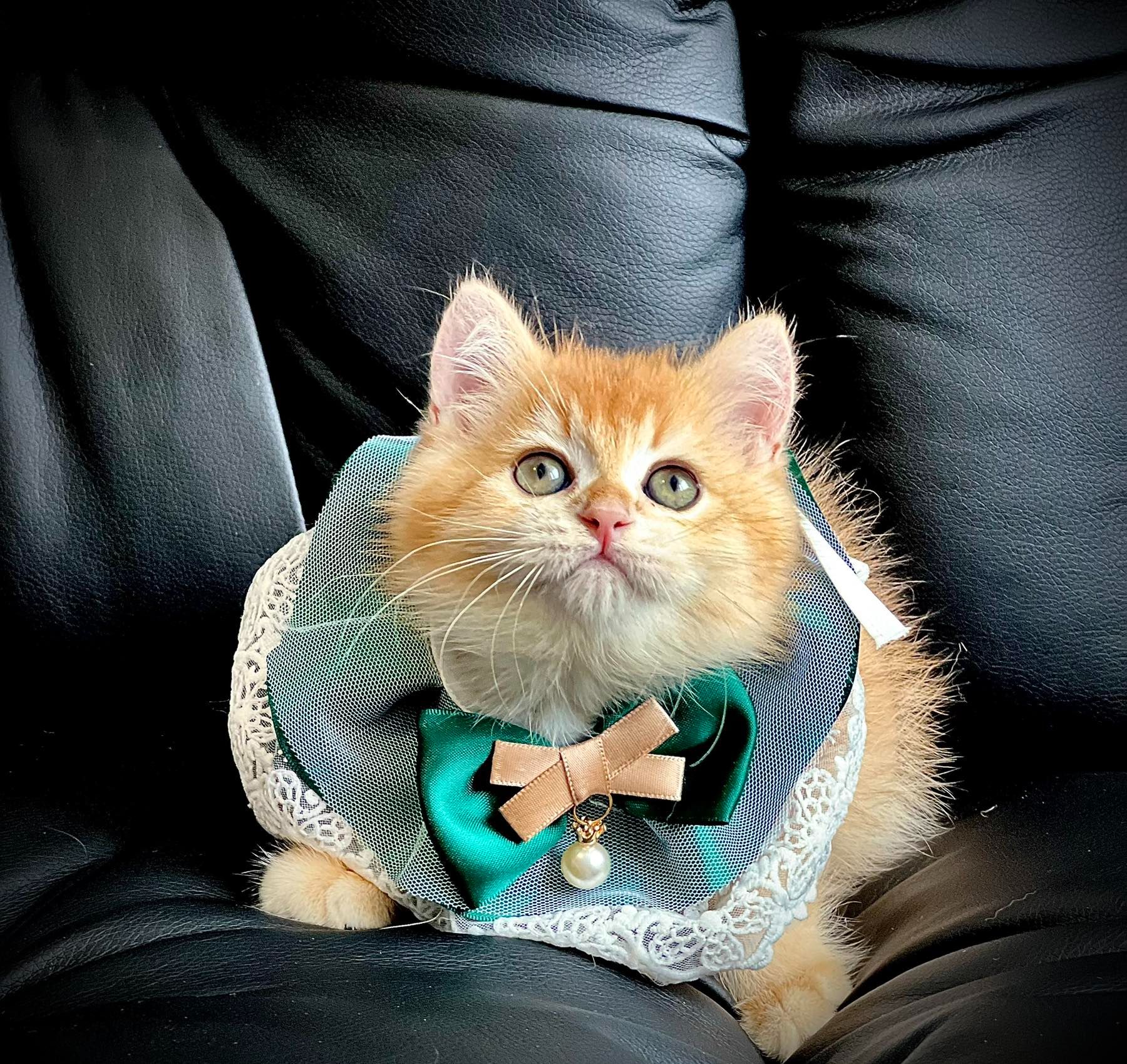 Британська золота шиншилла