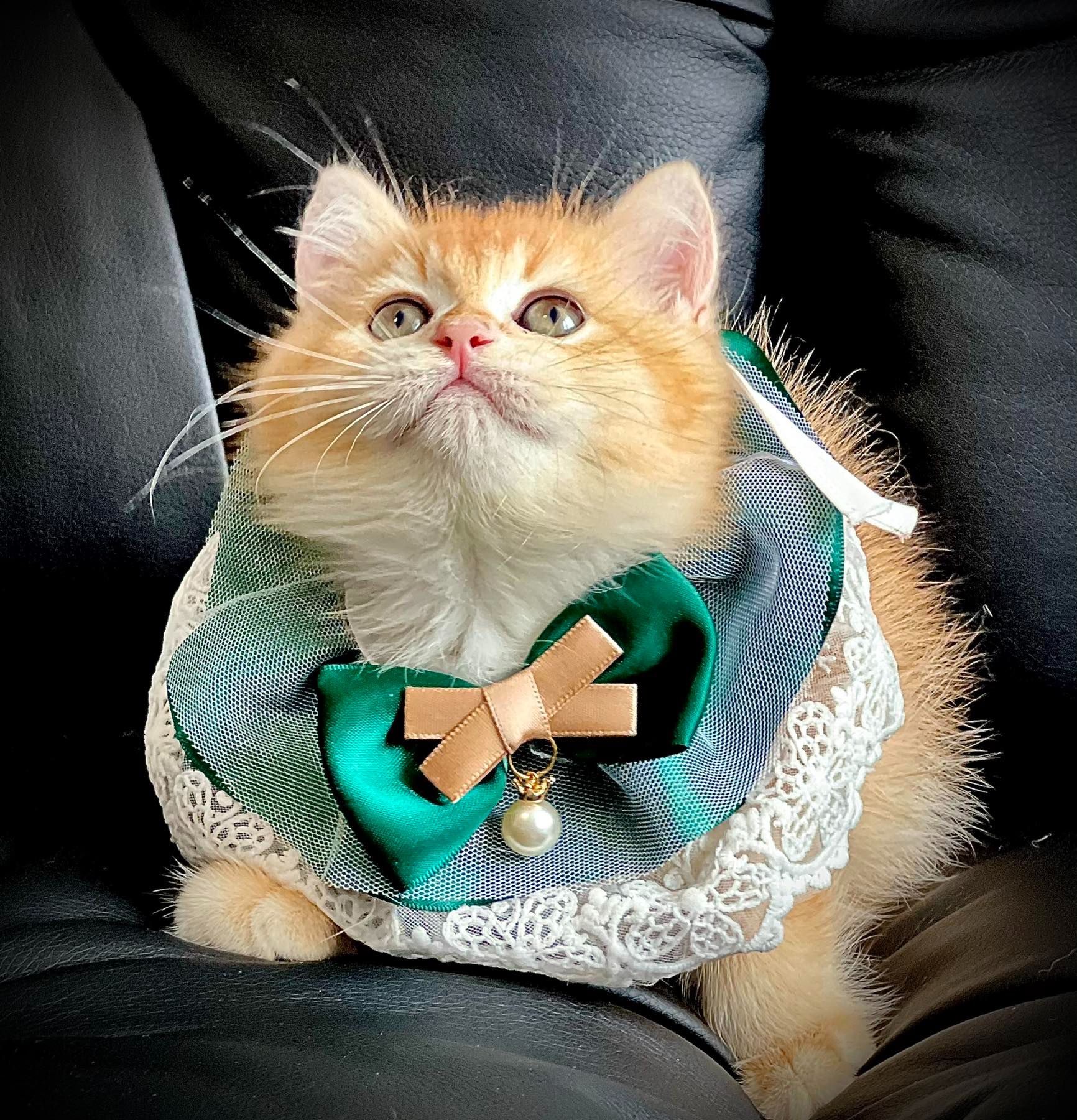 Британська золота шиншилла