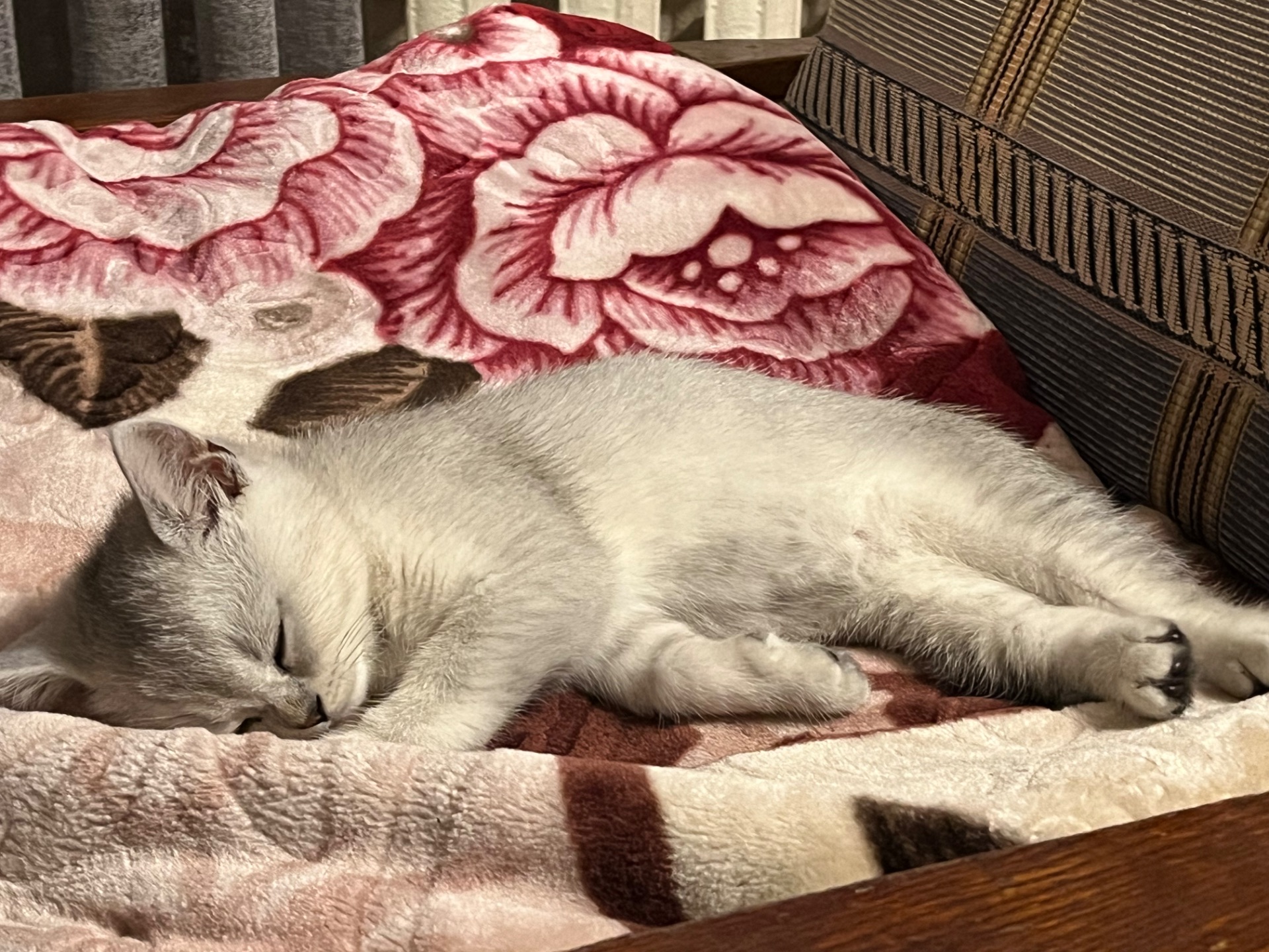 Кошеня Скотіш-страйд, срібна шиншила