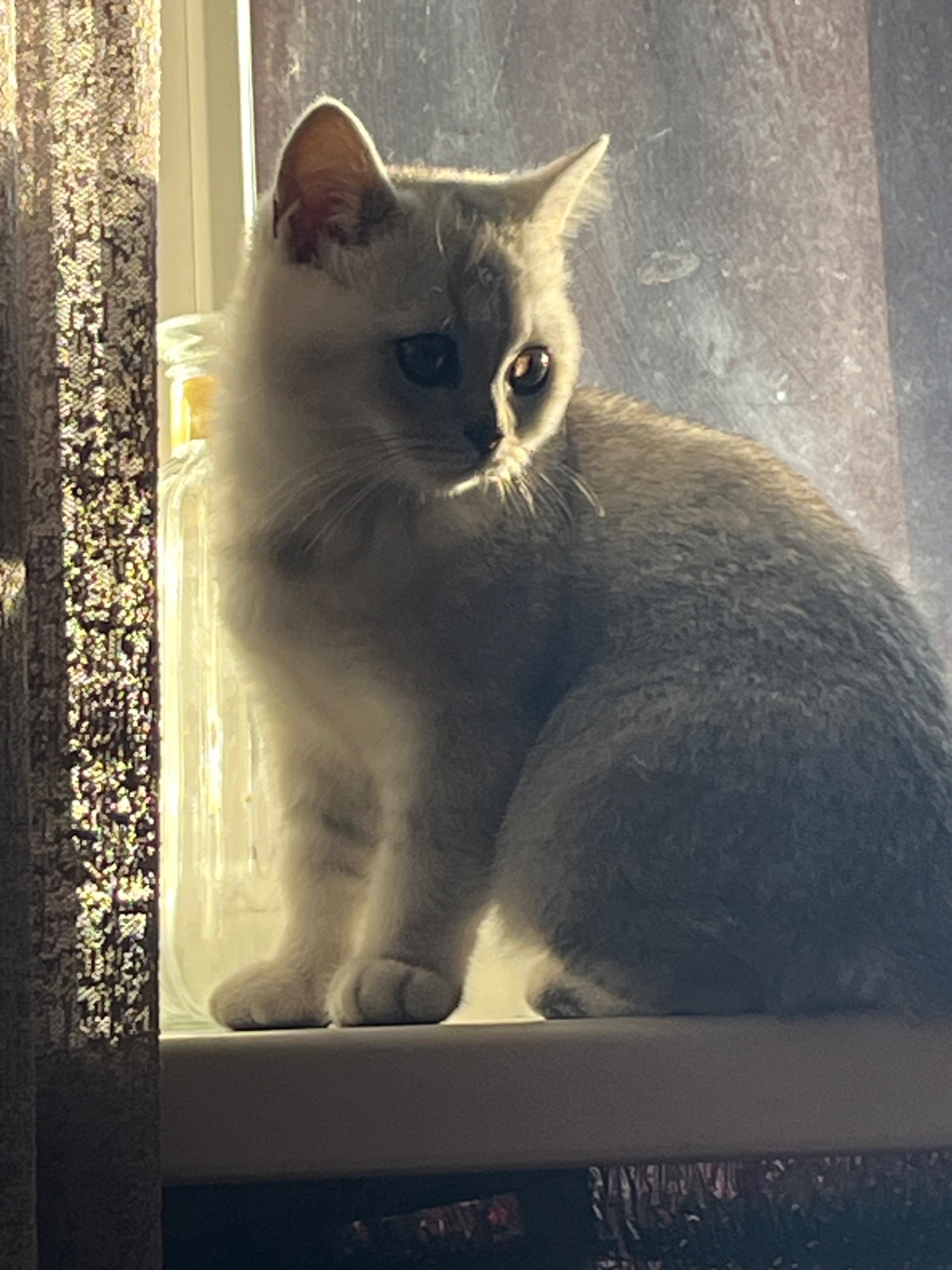 Кошеня Скотіш-страйд, срібна шиншила