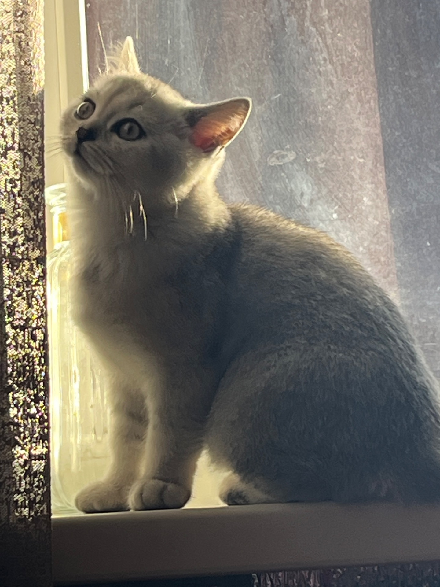 Кошеня Скотіш-страйд, срібна шиншила