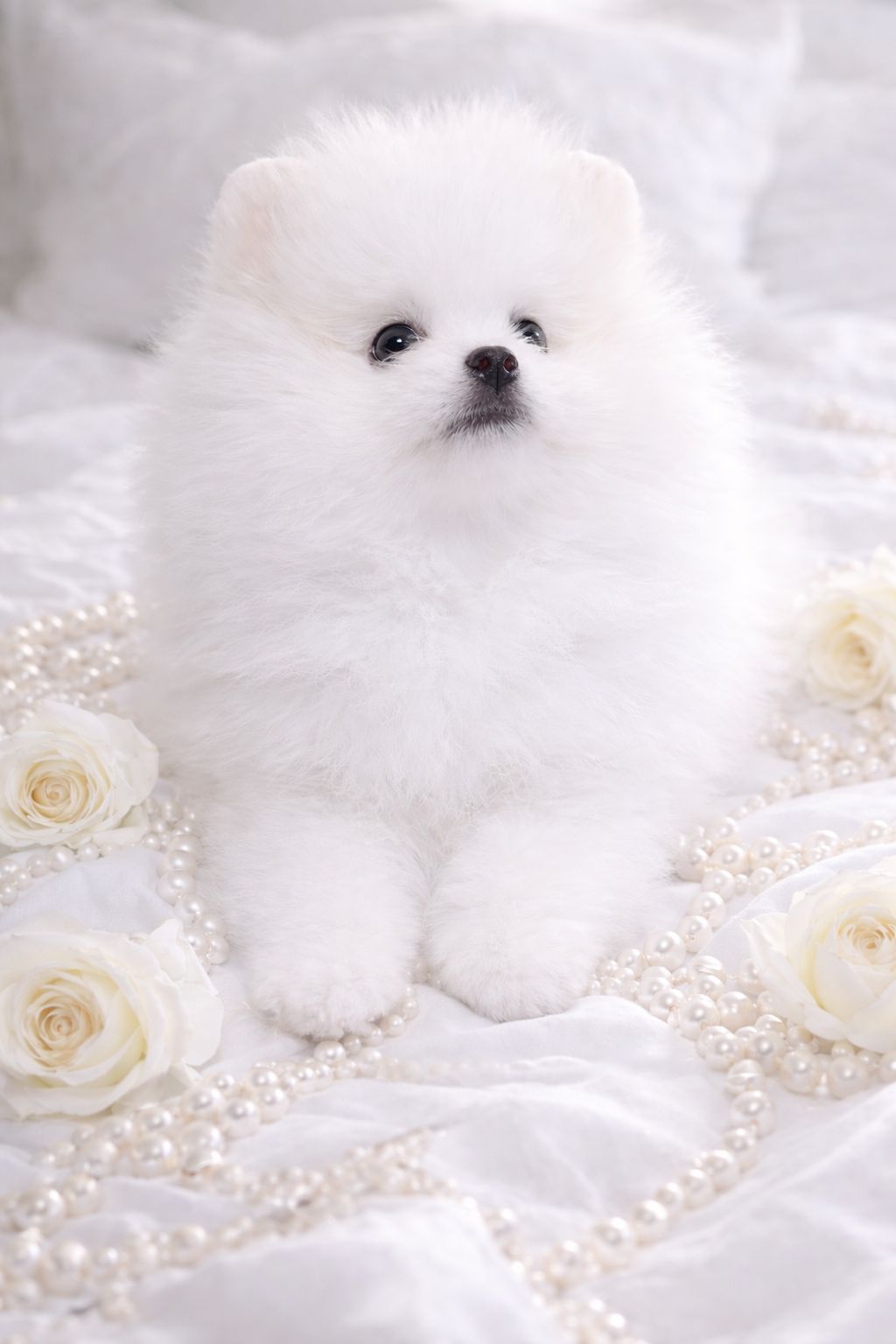 Чарiвна VIP красуня!