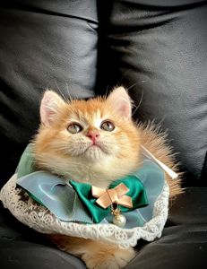 Британська золота шиншилла