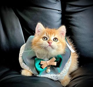 Британська золота шиншилла