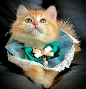 Британська золота шиншилла