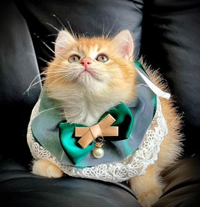 Британська золота шиншилла