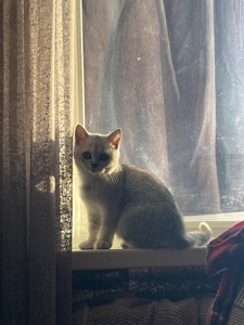 Кошеня Скотіш-страйд, срібна шиншила