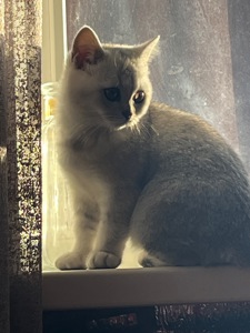 Кошеня Скотіш-страйд, срібна шиншила