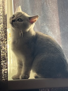 Кошеня Скотіш-страйд, срібна шиншила