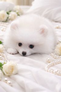 Чарiвна VIP красуня!