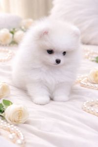 Чарiвна VIP красуня!