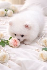 Чарiвна VIP красуня!