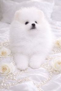 Чарiвна VIP красуня!