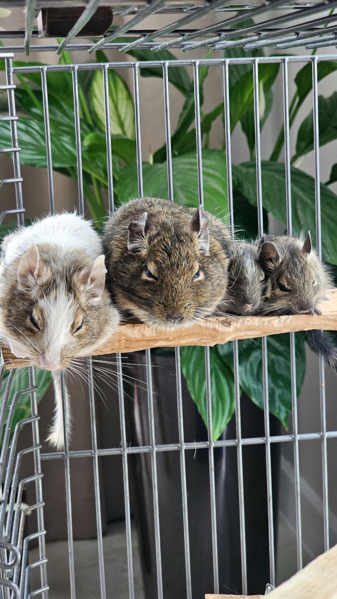 Дві білки Дегу