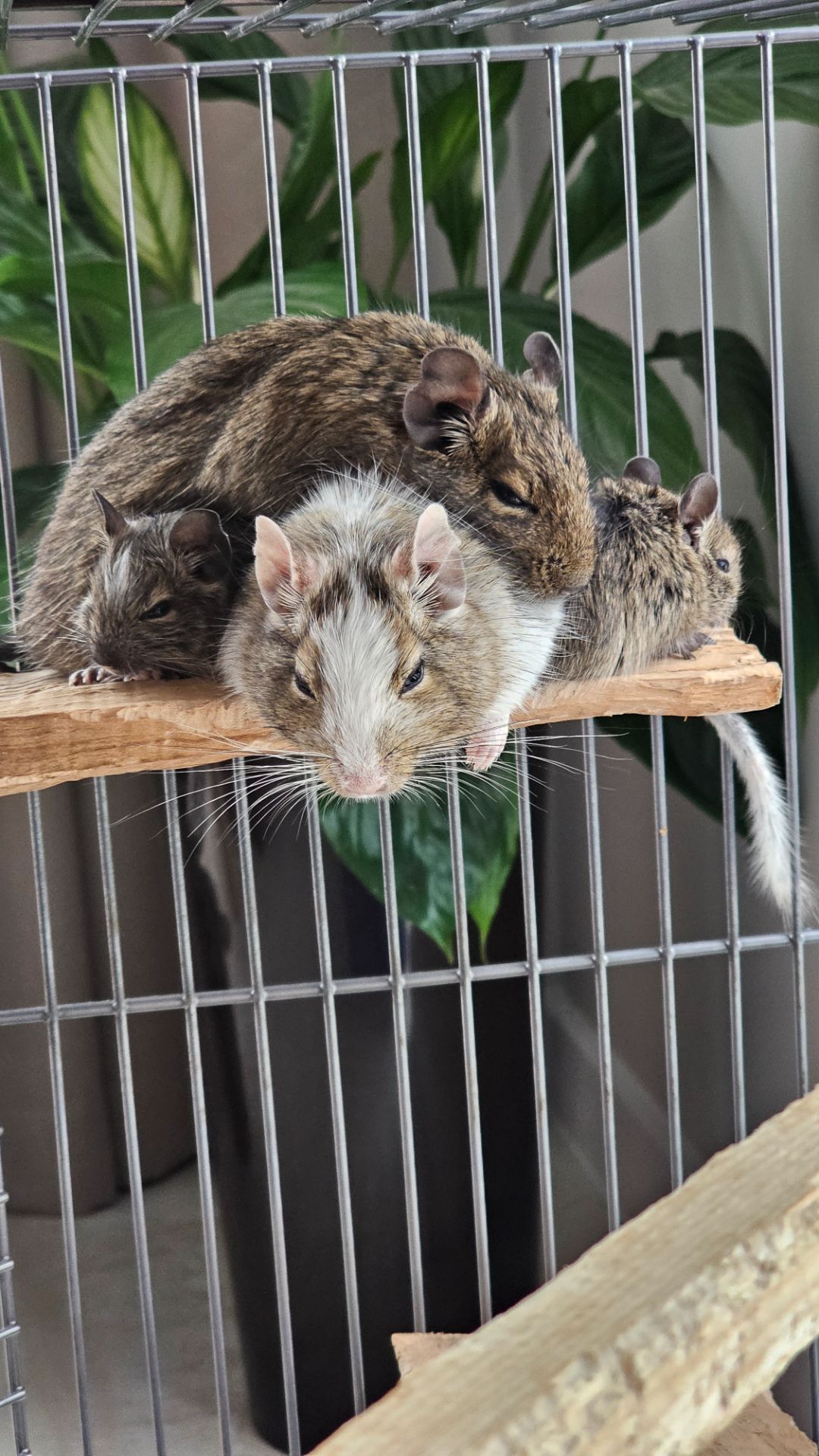 Дві білки Дегу