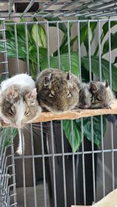 Дві білки Дегу