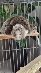 Дві білки Дегу