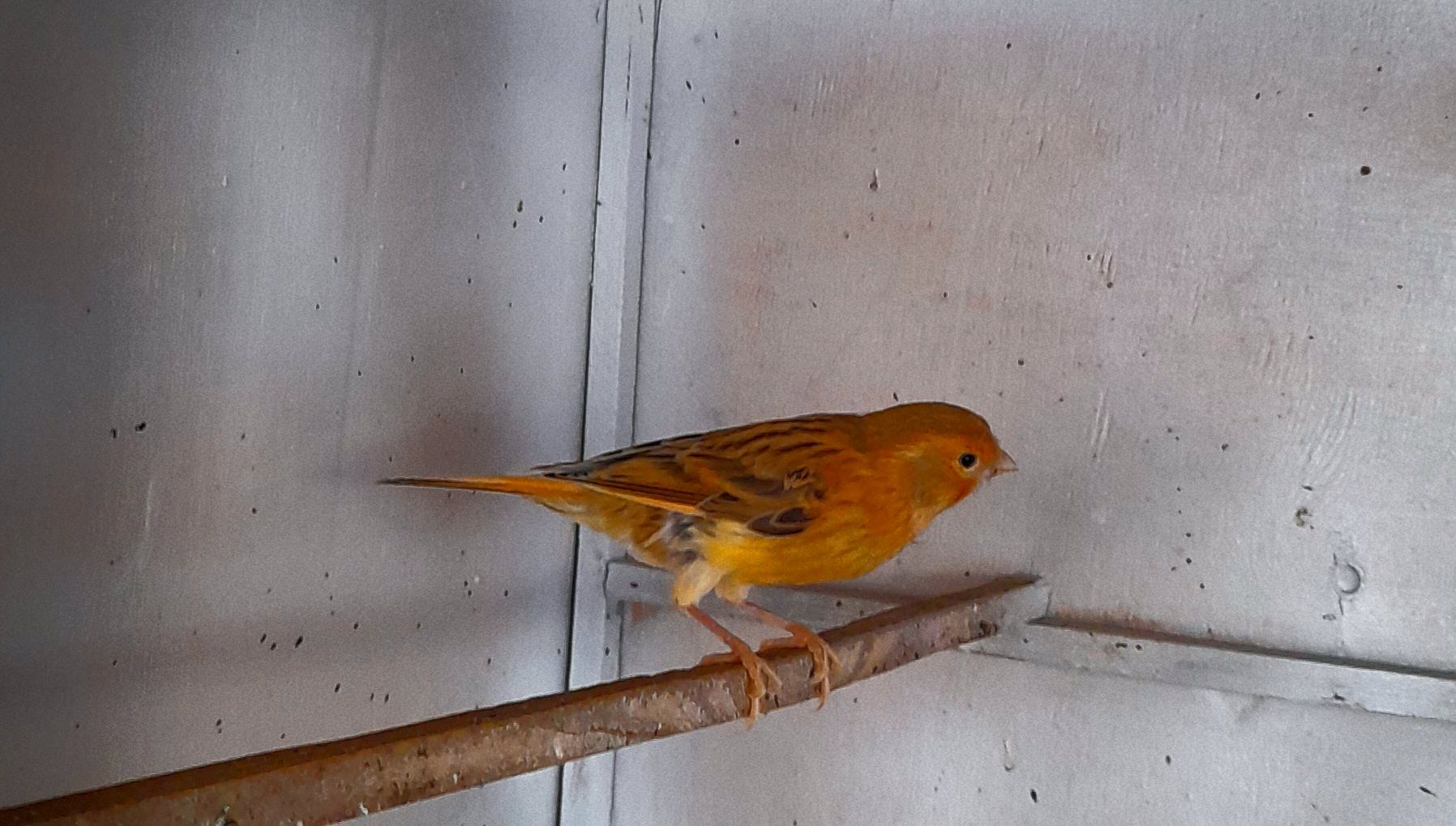 Елитные птенцы краснодерёвых канареек