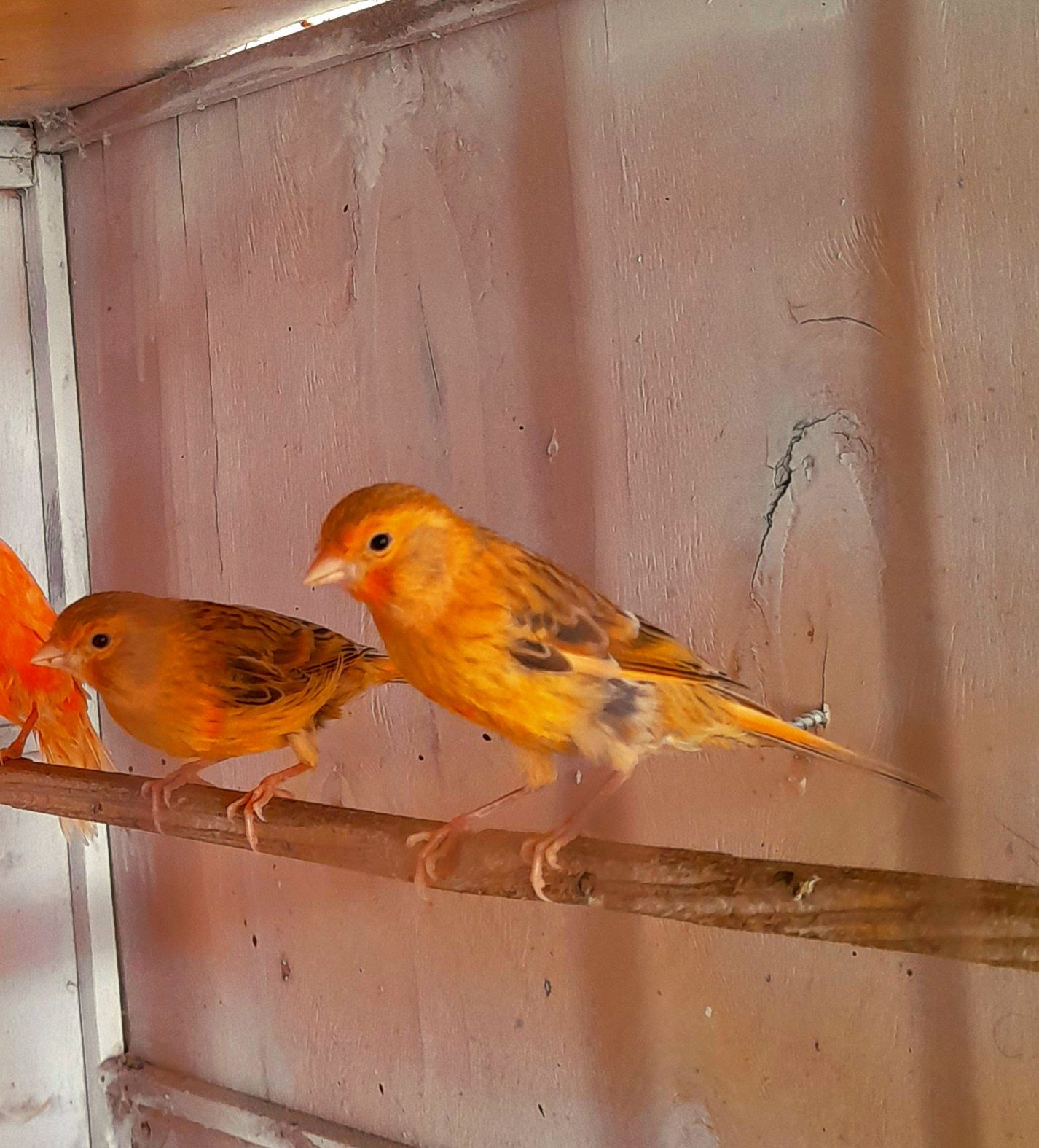 Елитные птенцы краснодерёвых канареек