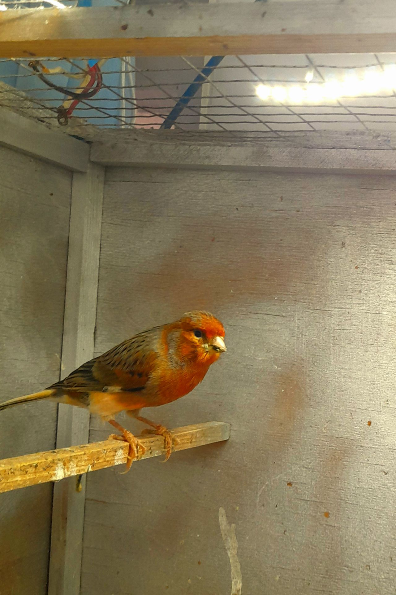 Елитные птенцы краснодерёвых канареек