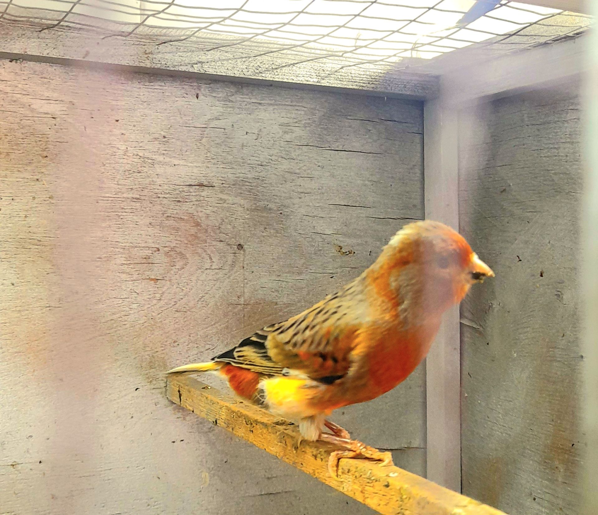 Елитные птенцы краснодерёвых канареек