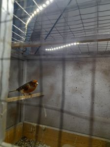 Елитные птенцы краснодерёвых канареек