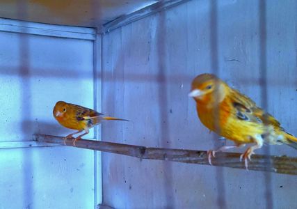 Елитные птенцы краснодерёвых канареек