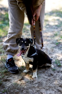 цуценя Тася