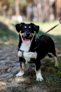 цуценя Тася