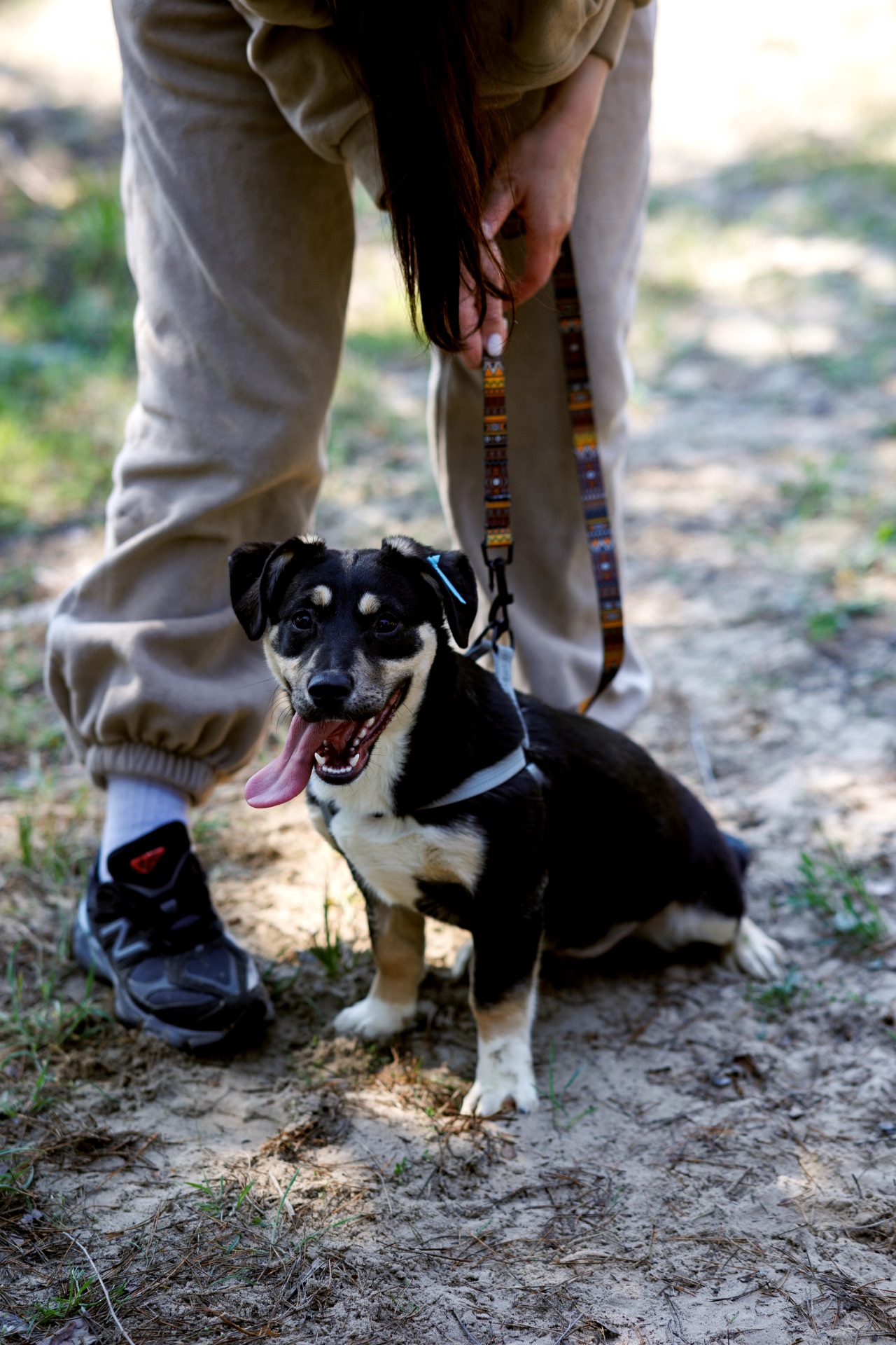 цуценя Тася